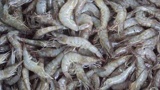 Los cubanos podrán comer camarones, pero bajo ciertos requisitos